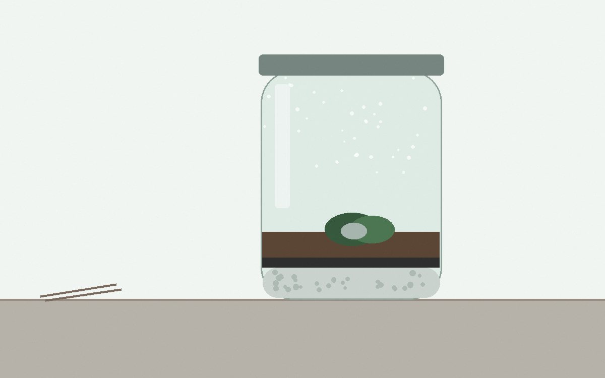A hand lifting the lid of a jar to check moss and a fern in the first weeks